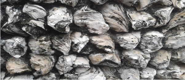 【原創(chuàng)】《沙井蠔屋》