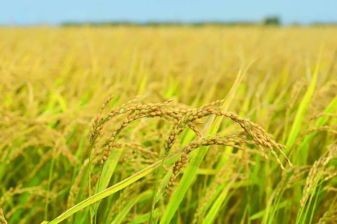 LEED、WELL創(chuàng)新分|零添加劑晚餐