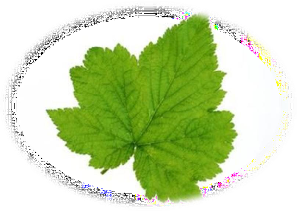 9.2.4 綠容率計(jì)算 9.2.4 綠容率計(jì)算