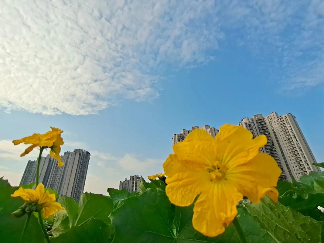 貨拉拉秒搶訂單軟件是真的嗎貨拉拉跑腿自動(dòng)定位一米中單輔助神器靠譜嗎